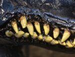 Shoggoth - Image 13