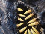 Shoggoth - Image 12