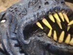 Shoggoth - Image 9