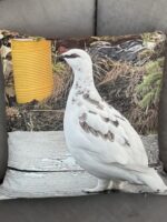 Púðaver (Rjúpa) 45x45cm með mynd beggja vegna - mjúkt velvet - Image 5