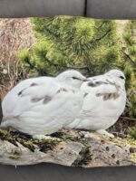 Púðaver (Rjúpa) 45x45cm með mynd beggja vegna - mjúkt velvet - Image 4