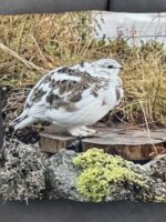 Púðaver (Rjúpa) 45x45cm með mynd beggja vegna - mjúkt velvet - Image 3