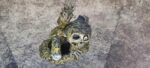 Garbage Pail Kids: Dead Ted - Image 7